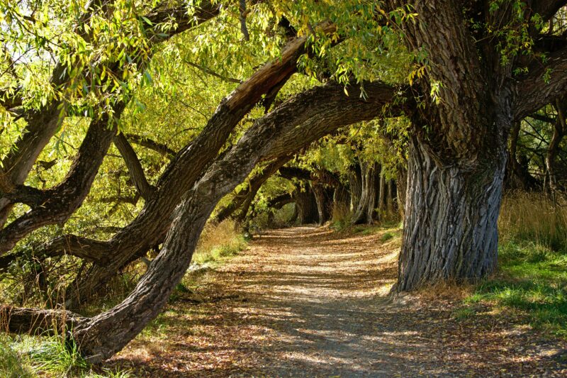 What’s Better: Flexibility or Consistency? Improvisation or Memorization?